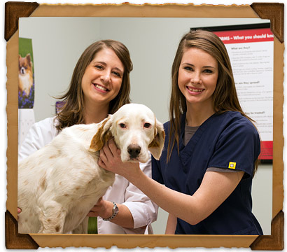 o'fallon veterinary hospital