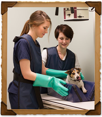 Diagnostic Services offered by Bryan Road Animal Hospital