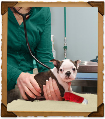 Emergency Veterinary Care in O'Fallon