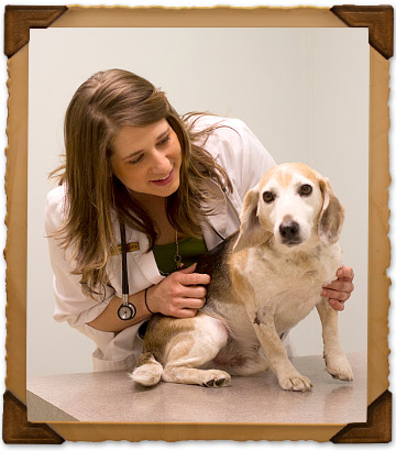 Pet Wellness Services at Bryan Road Animal Hospital