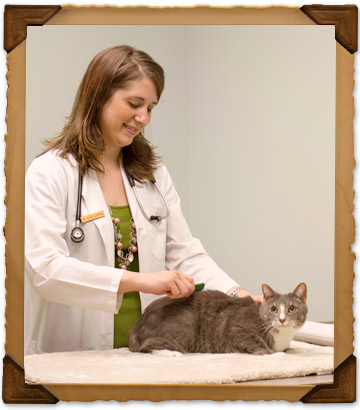 Health Maintenance Services of Bryan Road Animal Hospital